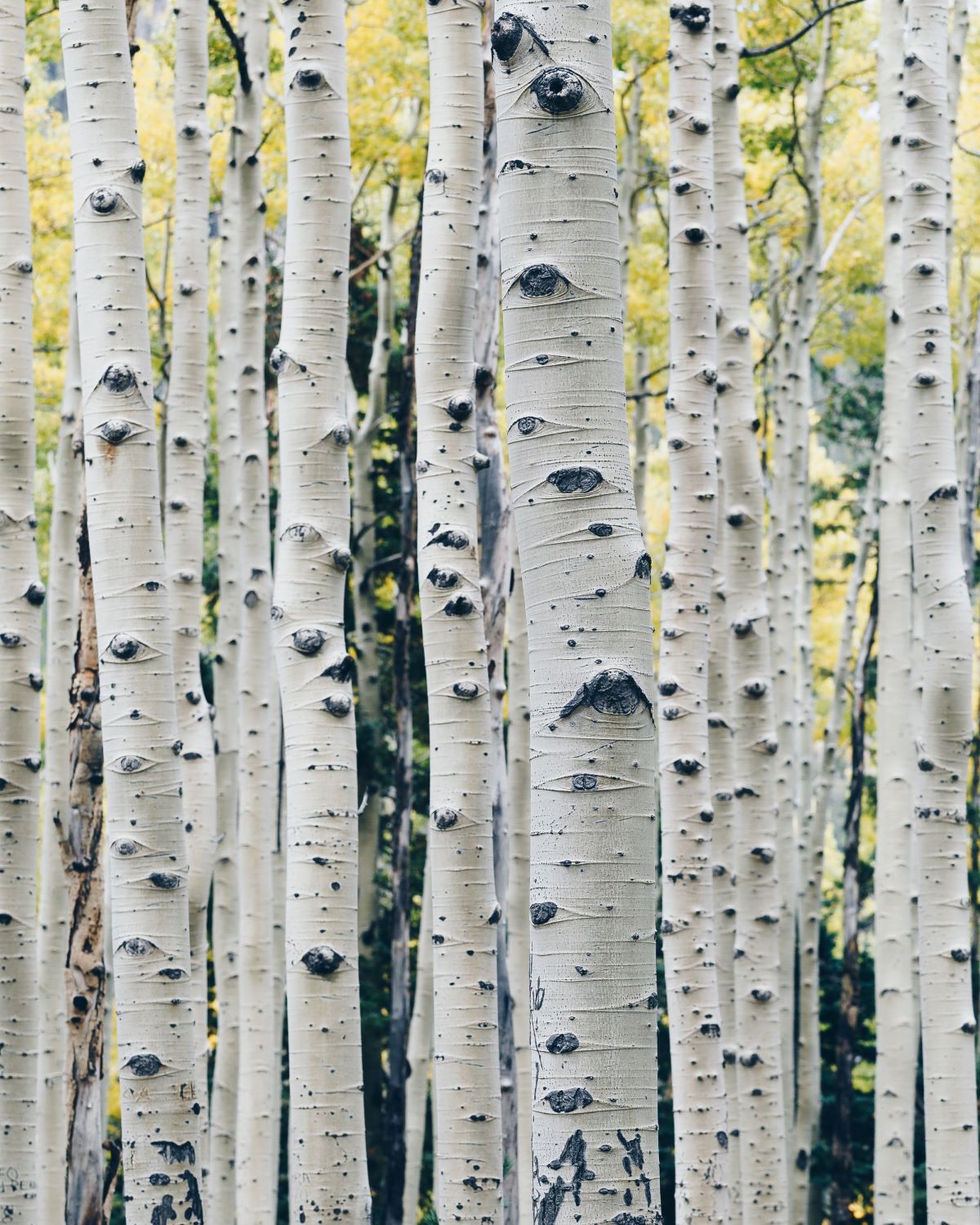 Our commitment to sustainable forestry
One or more trees get planted for every Artwork we sell.